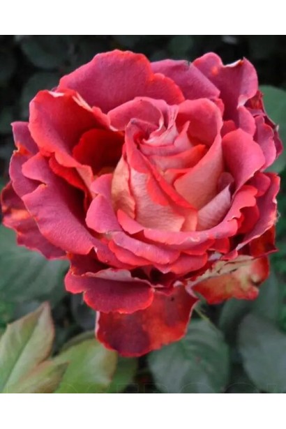 Хвилясті пелюстки троянди Гіннес